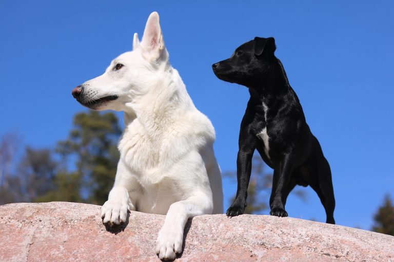 Lees meer over het artikel Op vakantie met honden in omgeving Hengelo: Leuke verblijf- en wandeltips
